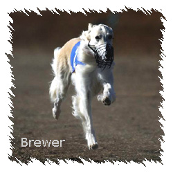 Race to Brewer's Page