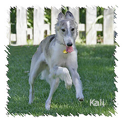 Race to Kali's Page
