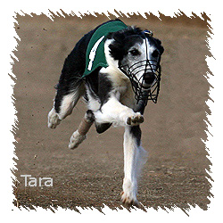Race to Tara's Page