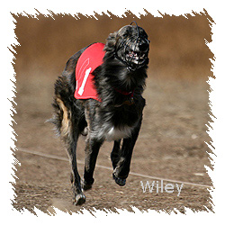 Race to Wiley's Page